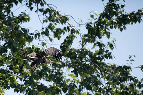 juanita bay park gray eagle flying near green tree 2201 market st